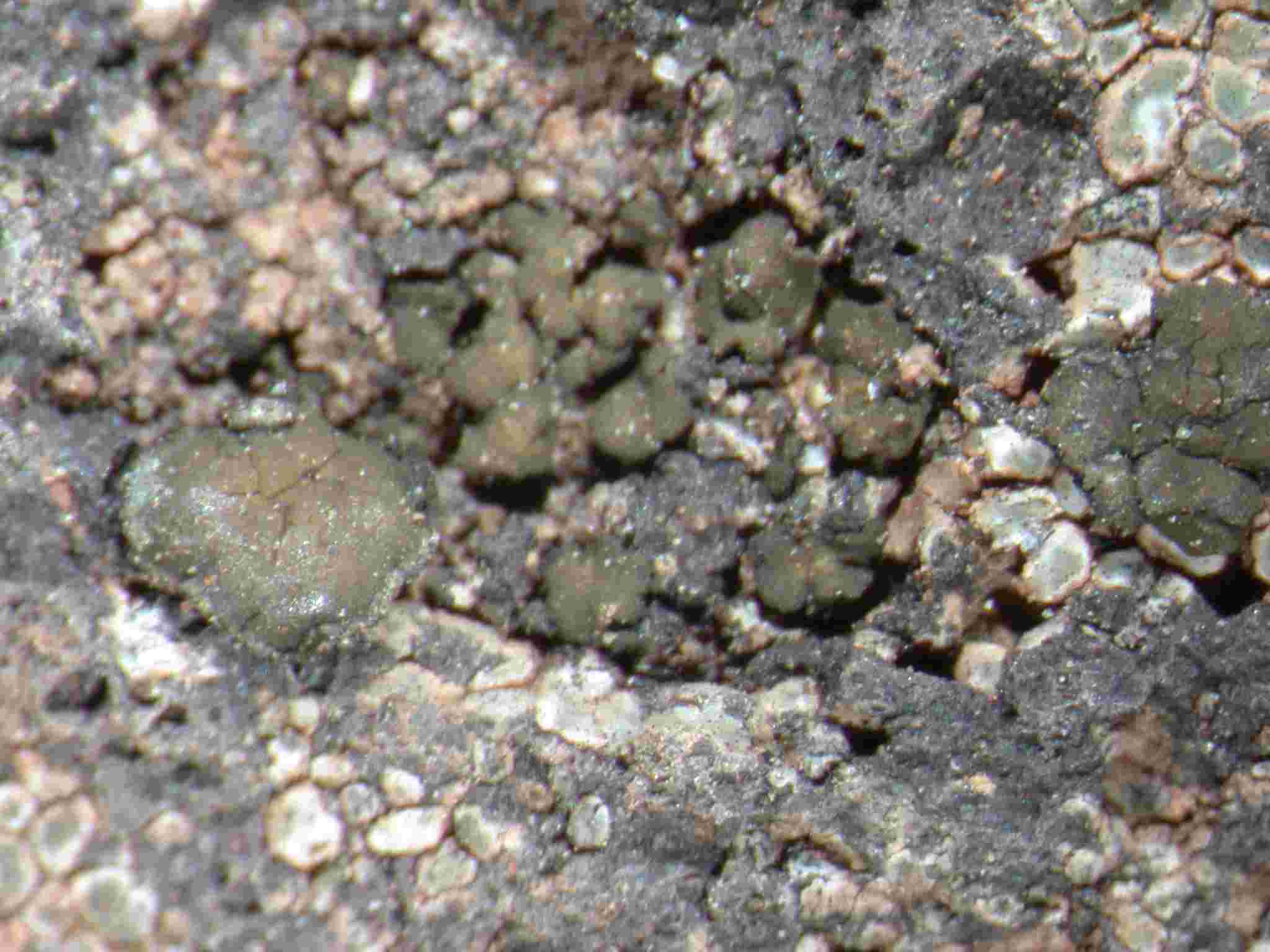 [Peltula bolanderi]
